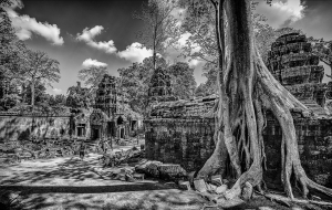 Contemporary Photography - The Jungle Temple